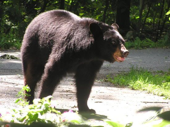 Bear2