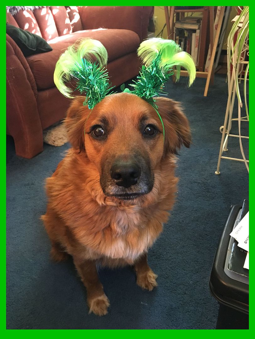 WillowStPatricksDay