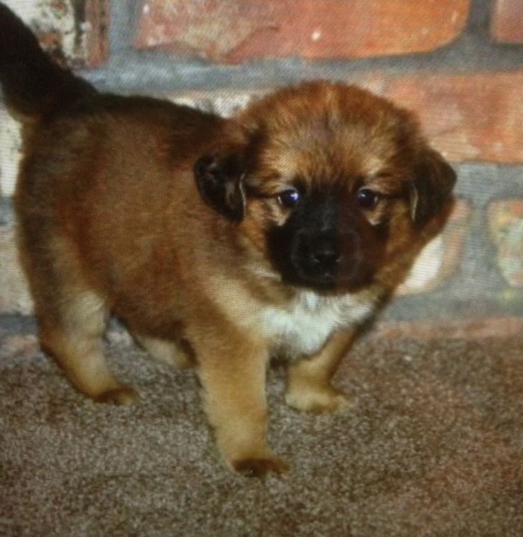 WillowOnPetfinderChessie