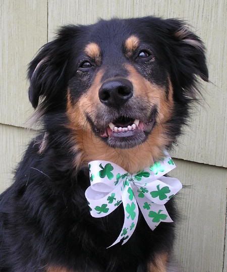 KodiShamrockBow