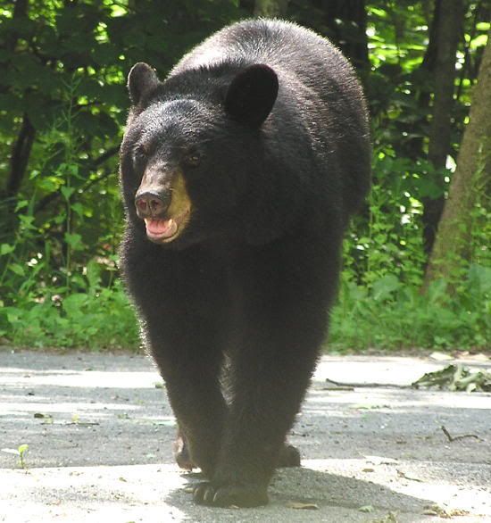 Bear