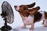 BassettFan