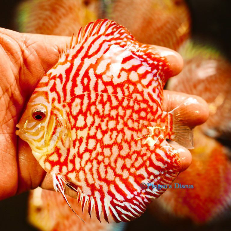Pingco`s Discus PREVIEW - March 2025 Forrest shipment (Price list ...