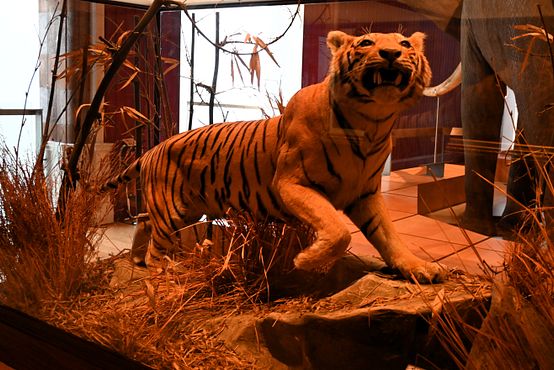 Tiger shot by King George V in 1911, and given as a gift to the museum
