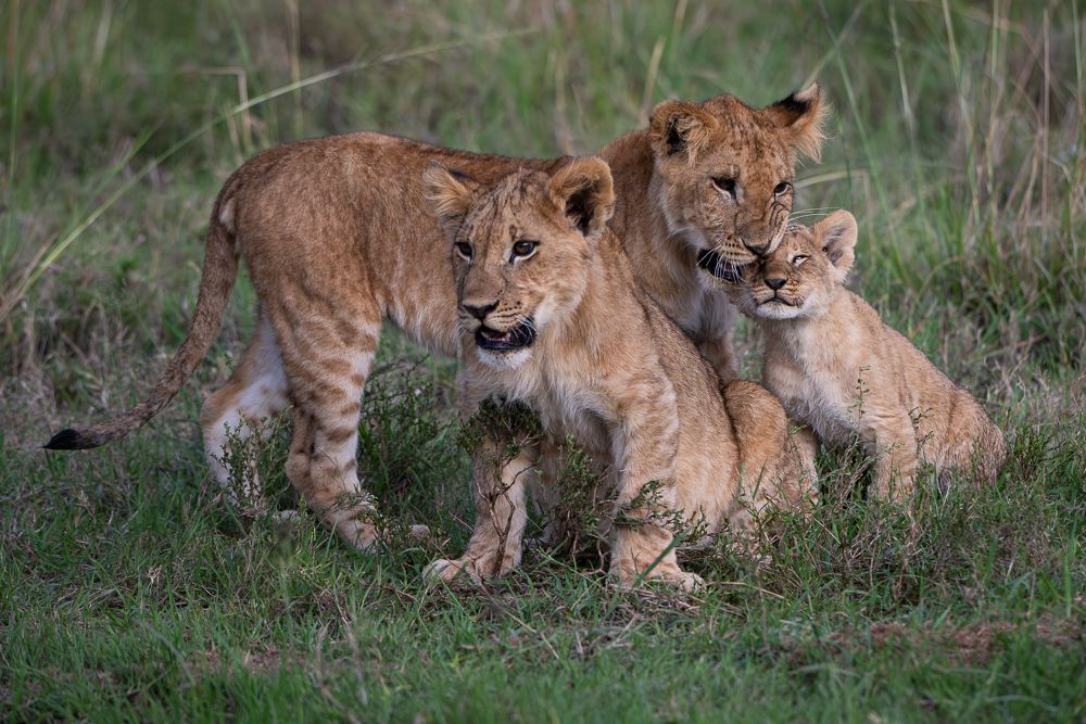 О всех созданиях больших и малых (с) 10 дней сафари в Масаи Мара (резерв и частные заповедники)