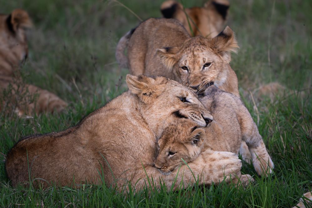 О всех созданиях больших и малых (с) 10 дней сафари в Масаи Мара (резерв и частные заповедники) О всех созданиях больших и малых (с) 10 дней сафари в Масаи Мара (резерв и частные заповедники)