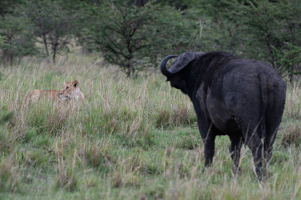 О всех созданиях (с) 10 дней в Масаи Мара (резерв и частные заповедники)