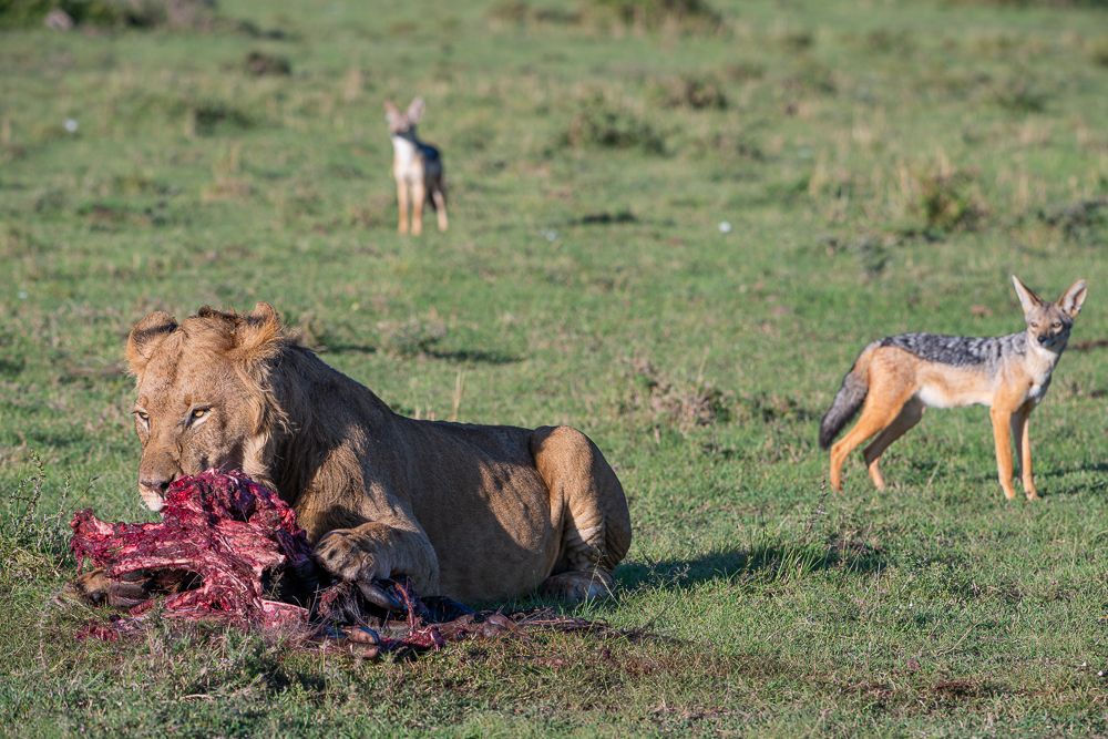 О всех созданиях больших и малых (с) 10 дней сафари в Масаи Мара (резерв и частные заповедники) О всех созданиях больших и малых (с) 10 дней сафари в Масаи Мара (резерв и частные заповедники)