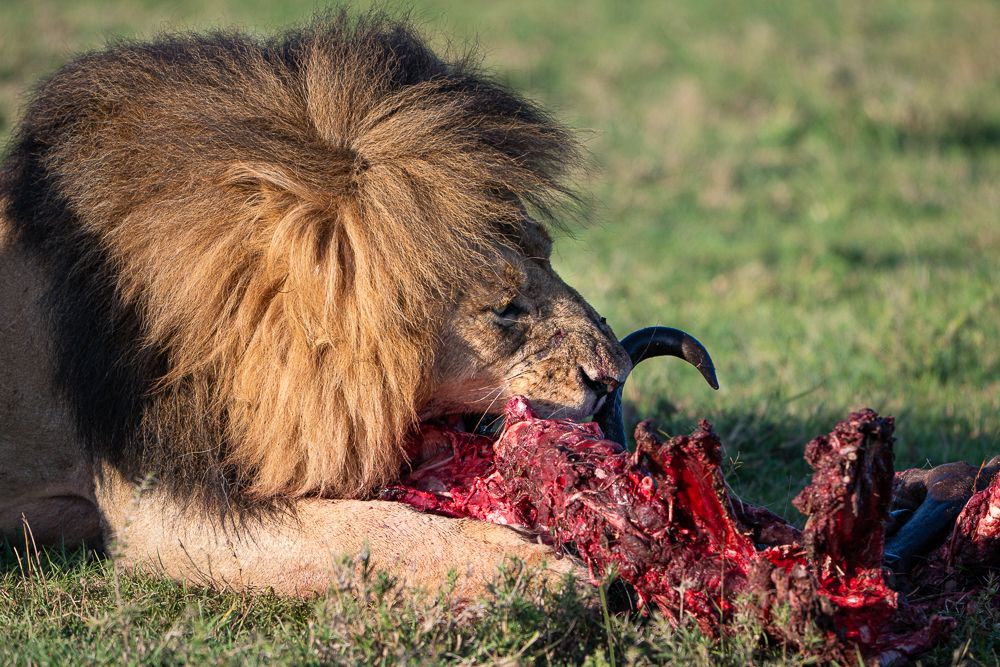 О всех созданиях больших и малых (с) 10 дней сафари в Масаи Мара (резерв и частные заповедники) О всех созданиях больших и малых (с) 10 дней сафари в Масаи Мара (резерв и частные заповедники)