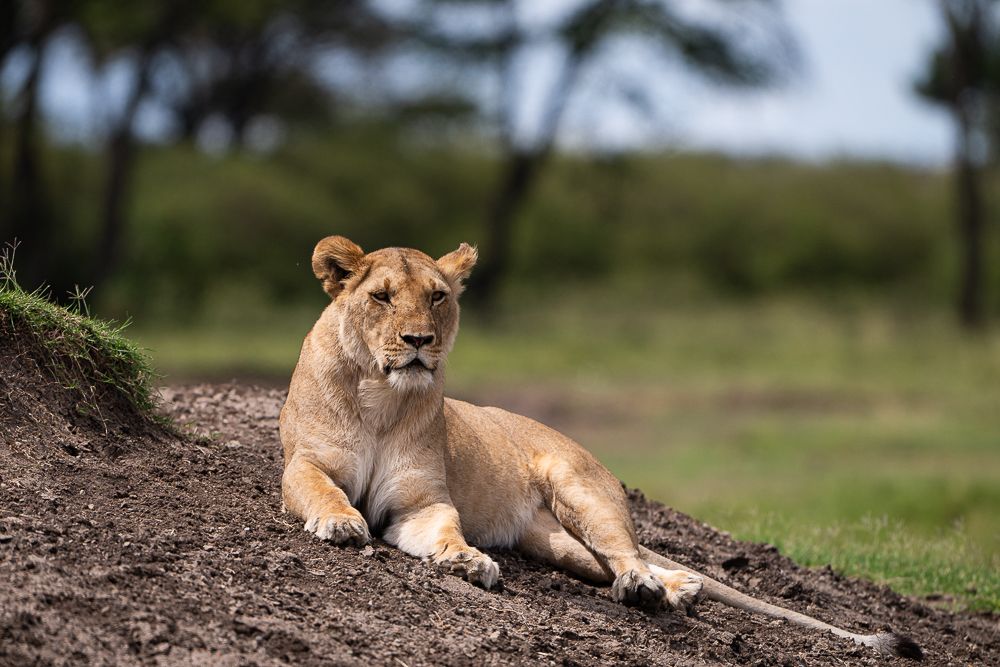 О всех созданиях (с) 10 дней в Масаи Мара (резерв и частные заповедники)