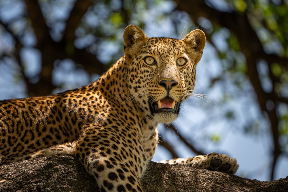 О всех созданиях больших и малых (с) 10 дней сафари в Масаи Мара (резерв и частные заповедники) О всех созданиях больших и малых (с) 10 дней сафари в Масаи Мара (резерв и частные заповедники)