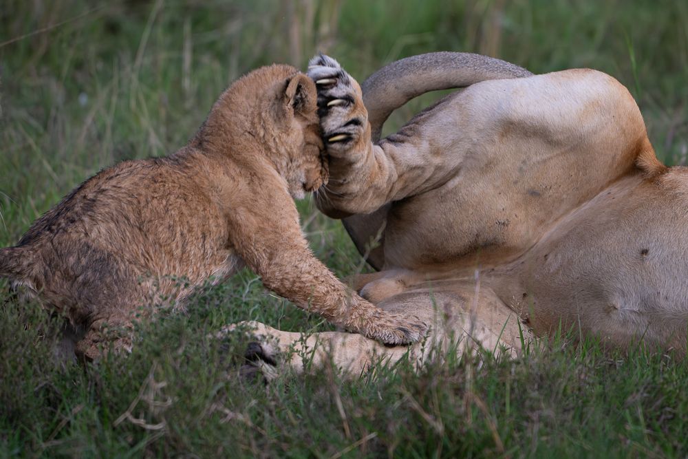 О всех созданиях больших и малых (с) 10 дней сафари в Масаи Мара (резерв и частные заповедники) О всех созданиях больших и малых (с) 10 дней сафари в Масаи Мара (резерв и частные заповедники)