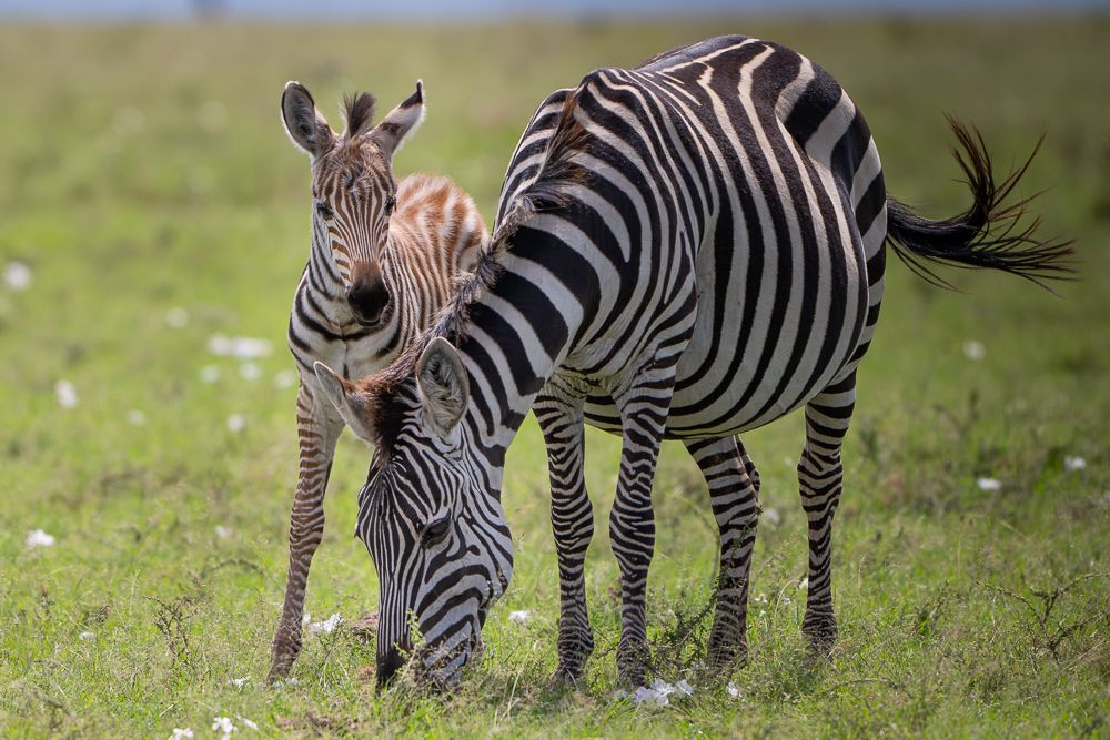 О всех созданиях (с) 10 дней в Масаи Мара (резерв и частные заповедники)