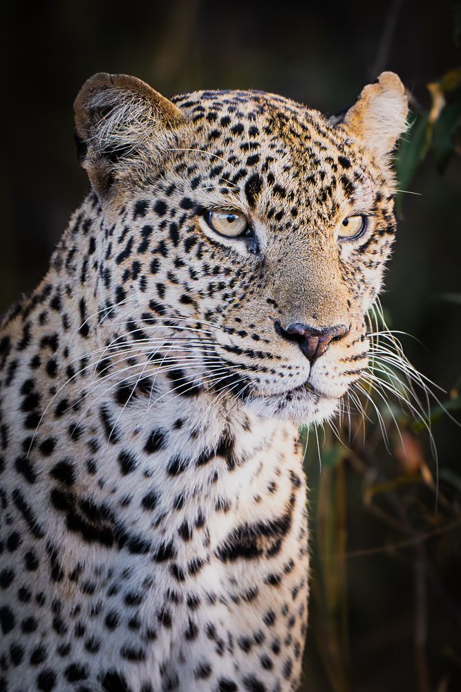 В поисках Багиры... то есть черного леопарда Гизы (5 дневное сафари в Лайкипии, Кения)