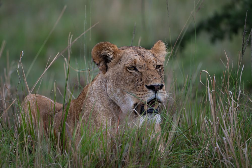 О всех созданиях (с) 10 дней в Масаи Мара (резерв и частные заповедники)