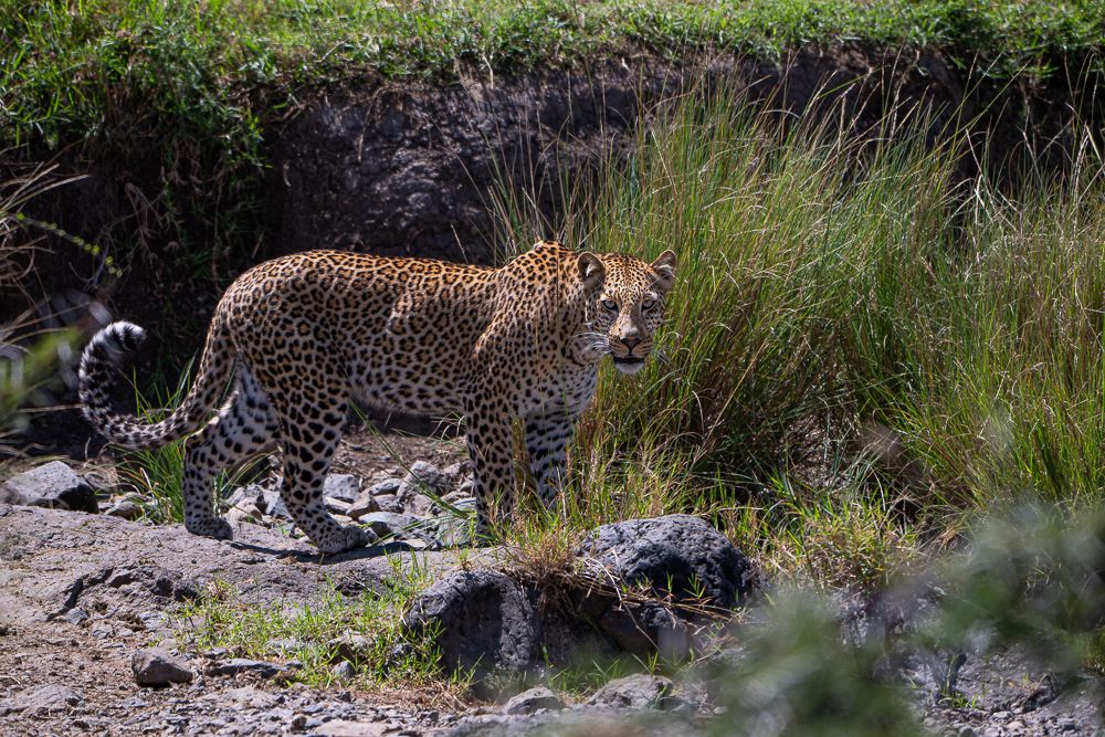 О всех созданиях больших и малых (с) 10 дней сафари в Масаи Мара (резерв и частные заповедники)