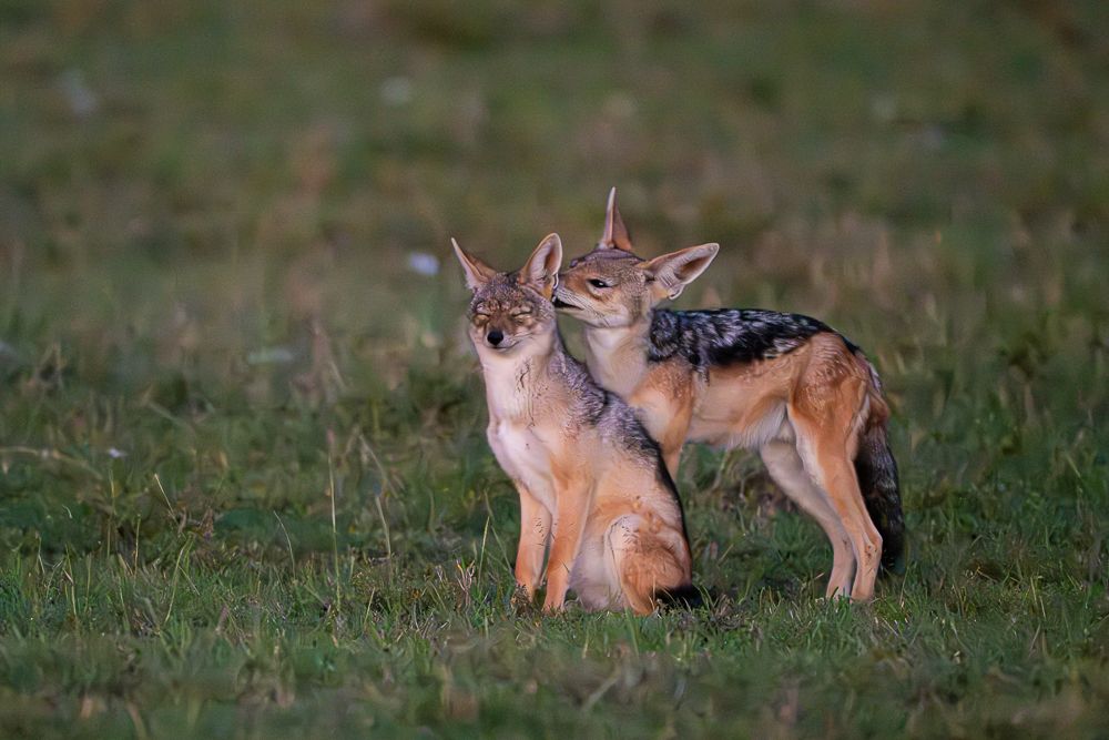 О всех созданиях больших и малых (с) 10 дней сафари в Масаи Мара (резерв и частные заповедники) О всех созданиях больших и малых (с) 10 дней сафари в Масаи Мара (резерв и частные заповедники)