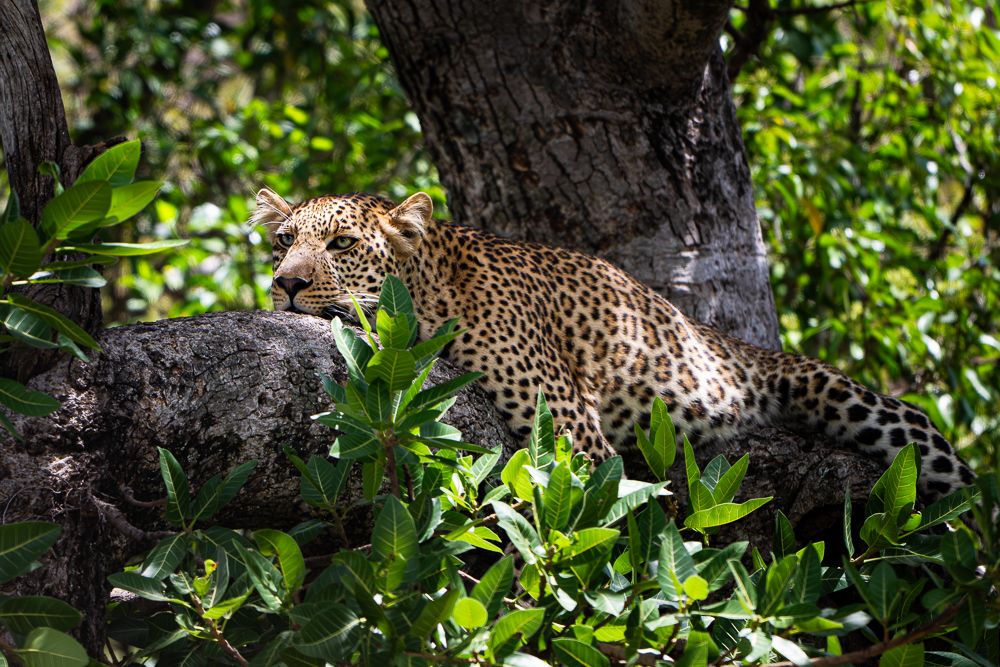 О всех созданиях больших и малых (с) 10 дней сафари в Масаи Мара (резерв и частные заповедники) О всех созданиях больших и малых (с) 10 дней сафари в Масаи Мара (резерв и частные заповедники)