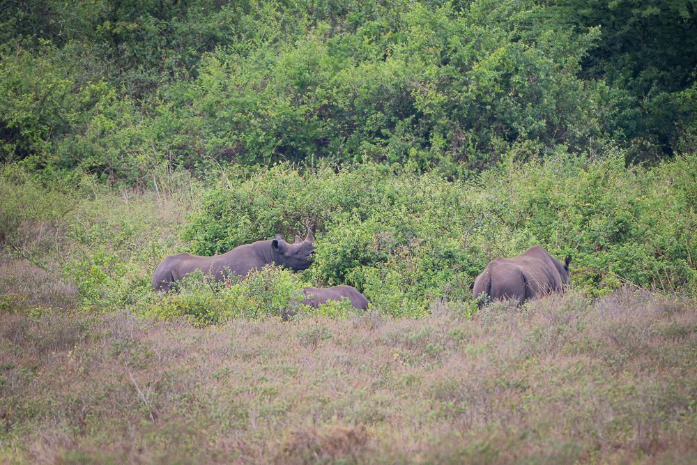 В поисках Багиры... то есть черного леопарда Гизы (5 дневное сафари в Лайкипии, Кения)