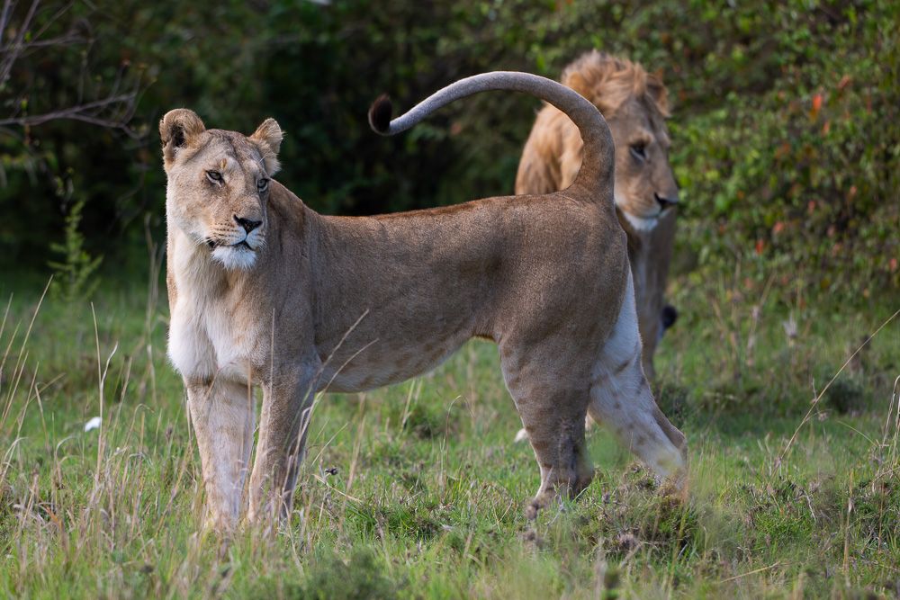 О всех созданиях (с) 10 дней в Масаи Мара (резерв и частные заповедники)