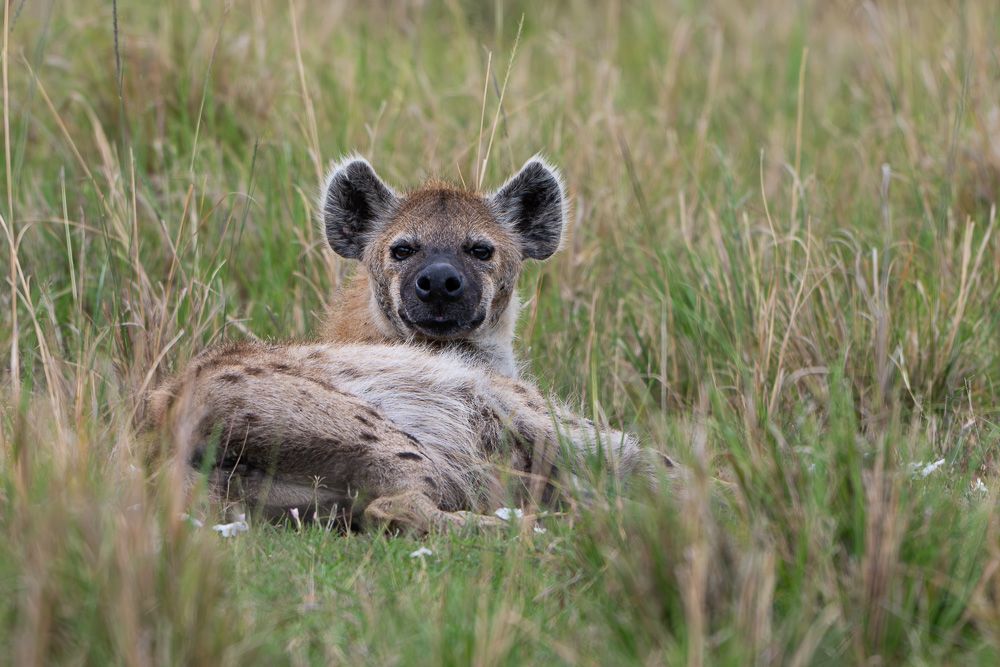 О всех созданиях (с) 10 дней в Масаи Мара (резерв и частные заповедники)