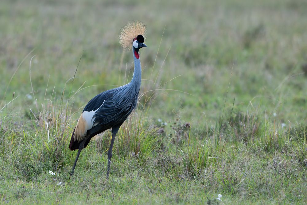 О всех созданиях (с) 10 дней в Масаи Мара (резерв и частные заповедники)