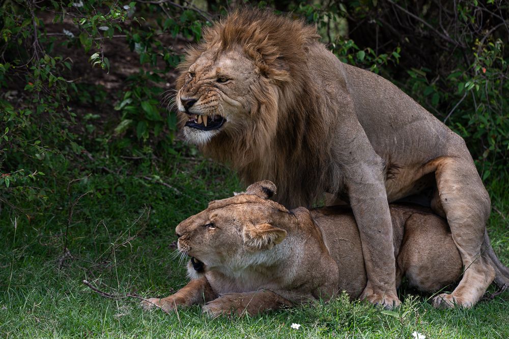 О всех созданиях (с) 10 дней в Масаи Мара (резерв и частные заповедники)