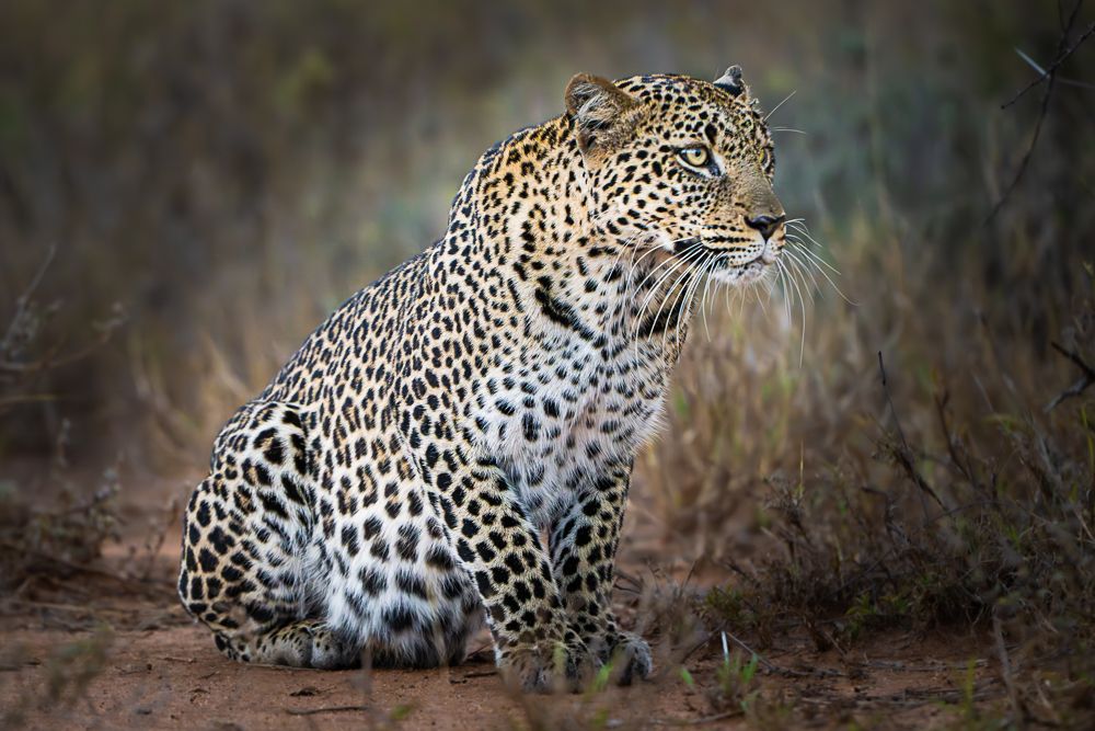 В поисках Багиры... то есть черного леопарда Гизы (5 дневное сафари в Лайкипии, Кения)