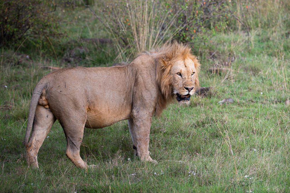 О всех созданиях больших и малых (с) 10 дней сафари в Масаи Мара (резерв и частные заповедники) О всех созданиях больших и малых (с) 10 дней сафари в Масаи Мара (резерв и частные заповедники)
