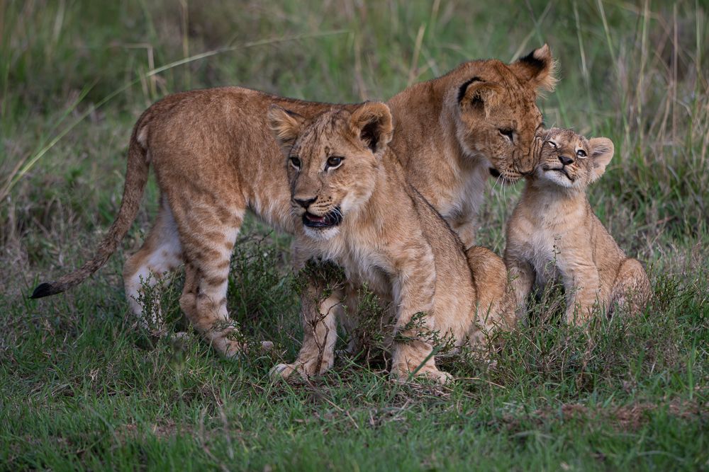 О всех созданиях больших и малых (с) 10 дней сафари в Масаи Мара (резерв и частные заповедники) О всех созданиях больших и малых (с) 10 дней сафари в Масаи Мара (резерв и частные заповедники)