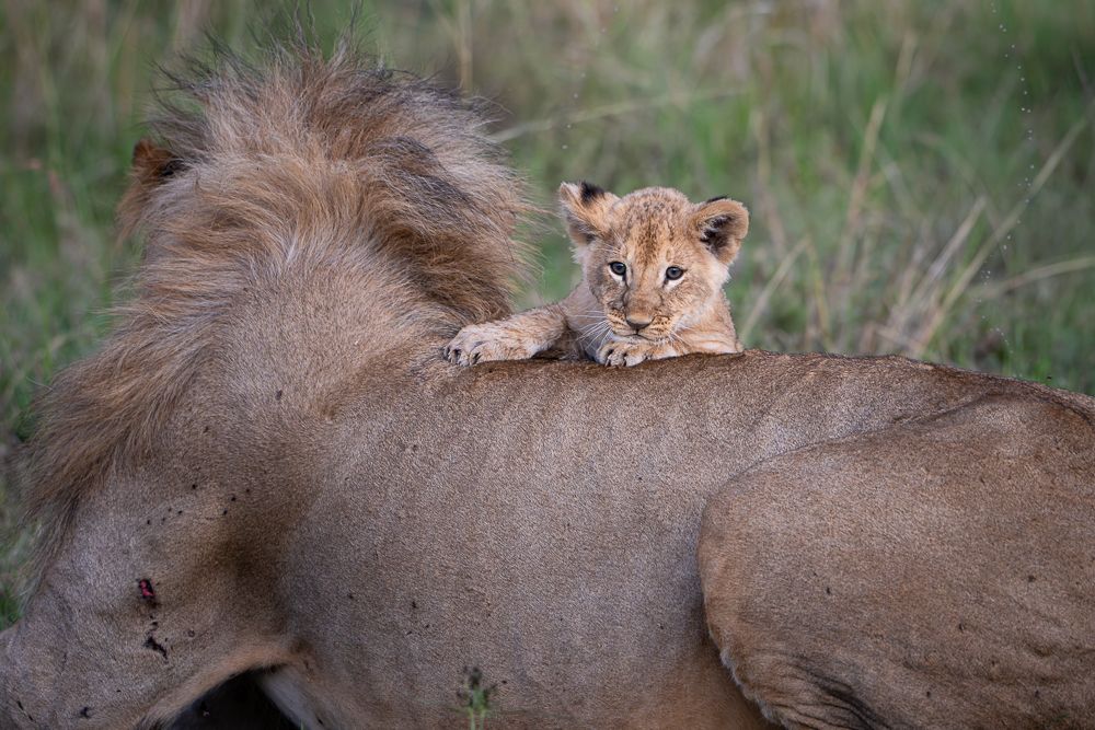 О всех созданиях больших и малых (с) 10 дней сафари в Масаи Мара (резерв и частные заповедники) О всех созданиях больших и малых (с) 10 дней сафари в Масаи Мара (резерв и частные заповедники)