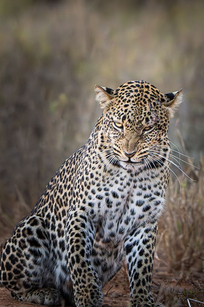 В поисках Багиры... то есть черного леопарда Гизы (5 дневное сафари в Лайкипии, Кения)