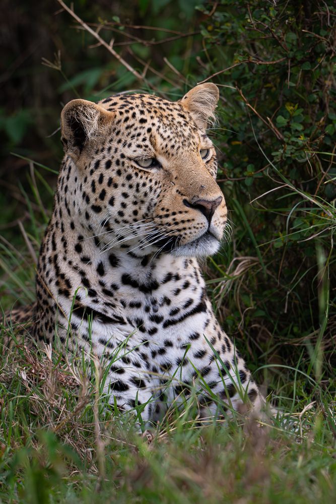 О всех созданиях (с) 10 дней в Масаи Мара (резерв и частные заповедники)