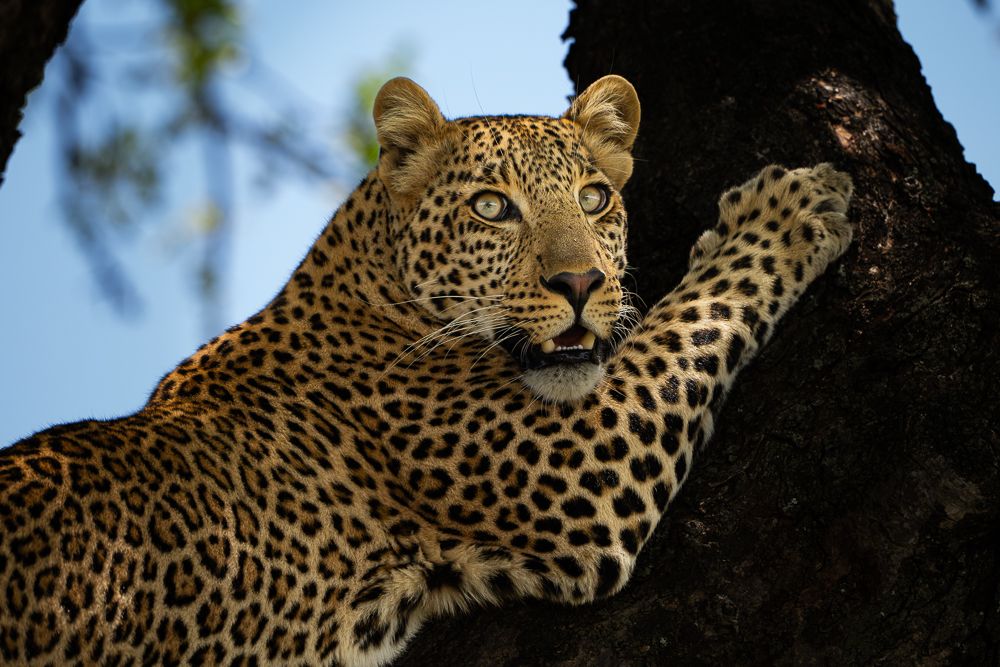 О всех созданиях больших и малых (с) 10 дней сафари в Масаи Мара (резерв и частные заповедники) О всех созданиях больших и малых (с) 10 дней сафари в Масаи Мара (резерв и частные заповедники)