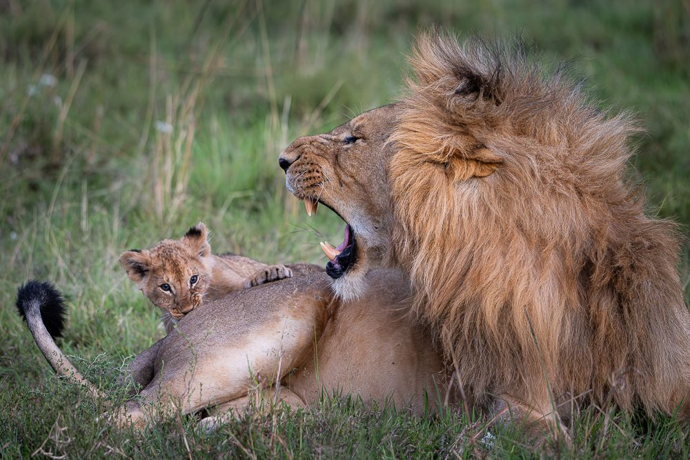 О всех созданиях больших и малых (с) 10 дней сафари в Масаи Мара (резерв и частные заповедники) О всех созданиях больших и малых (с) 10 дней сафари в Масаи Мара (резерв и частные заповедники)