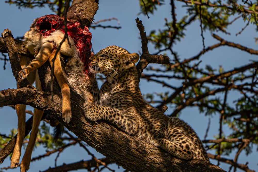 О всех созданиях (с) 10 дней в Масаи Мара (резерв и частные заповедники) О всех созданиях (с) 10 дней в Масаи Мара (резерв и частные заповедники)