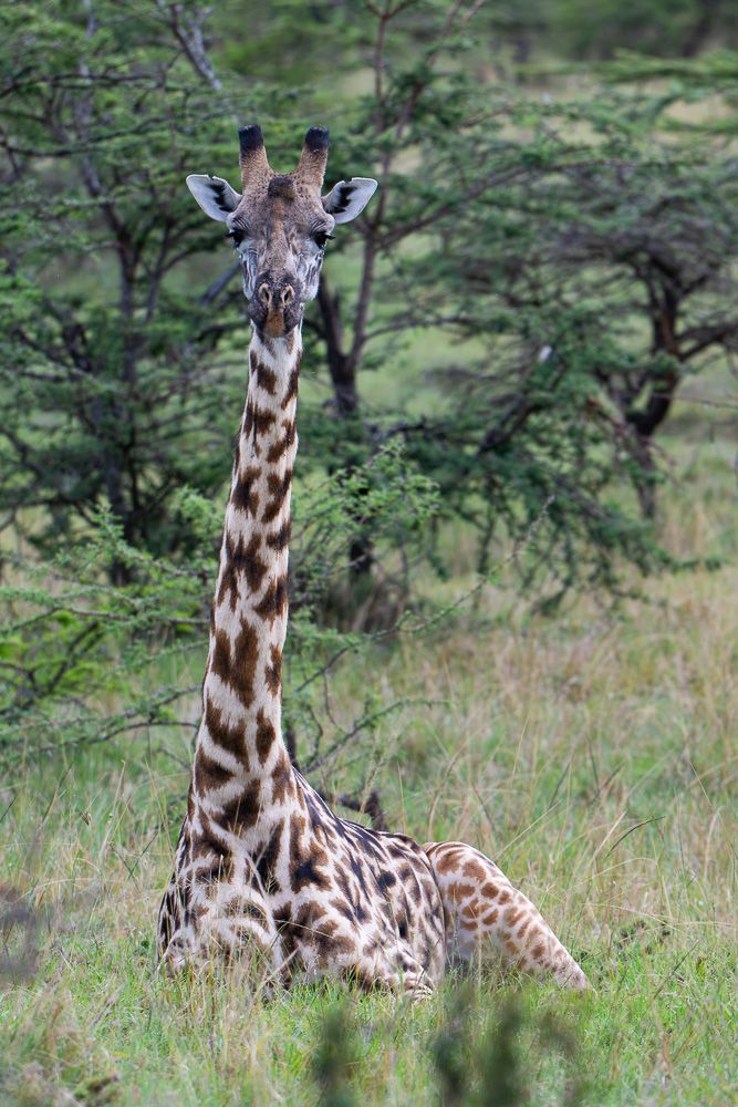 О всех созданиях (с) 10 дней в Масаи Мара (резерв и частные заповедники)