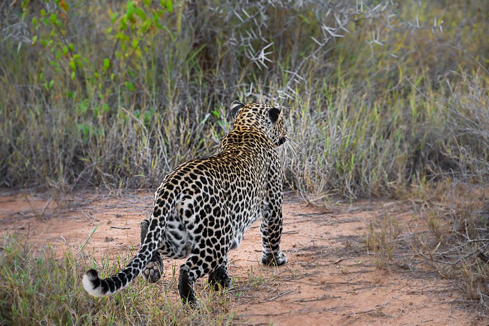 В поисках Багиры... то есть черного леопарда Гизы (5 дневное сафари в Лайкипии, Кения)
