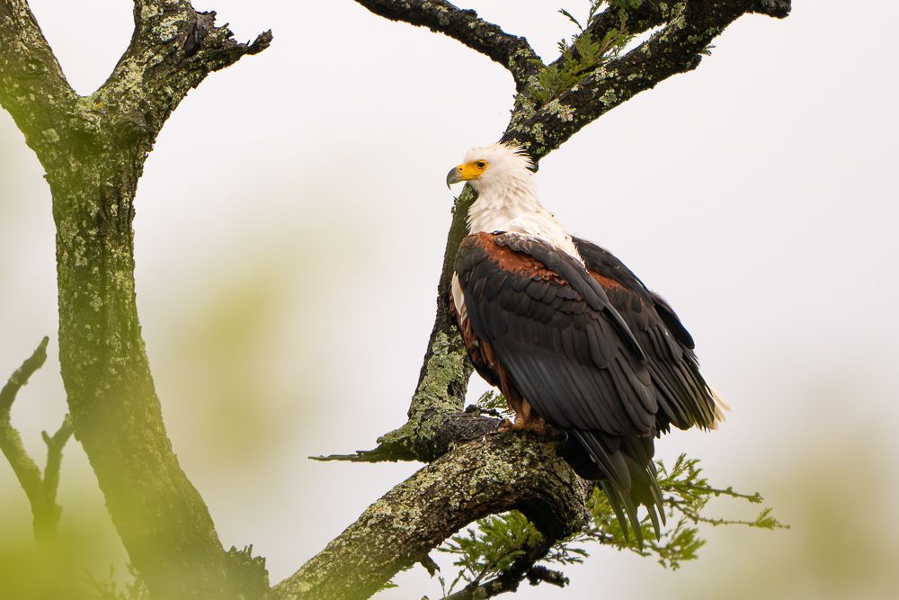 В поисках Багиры... то есть черного леопарда Гизы (5 дневное сафари в Лайкипии, Кения)
