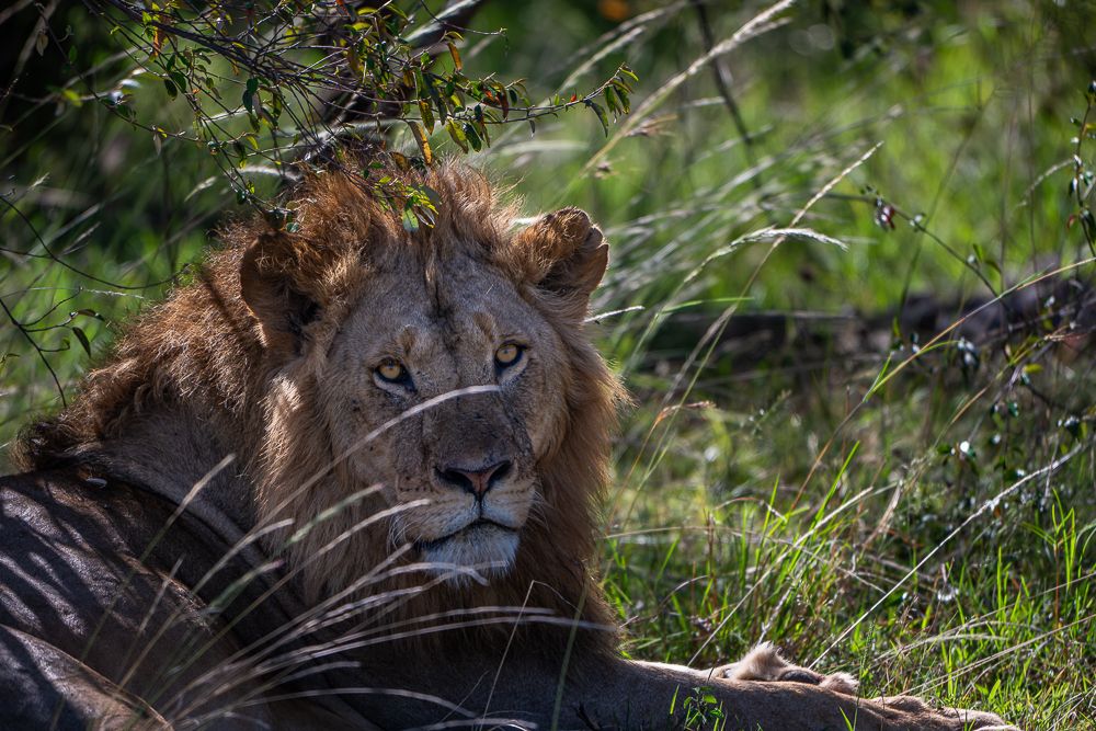 О всех созданиях (с) 10 дней в Масаи Мара (резерв и частные заповедники)