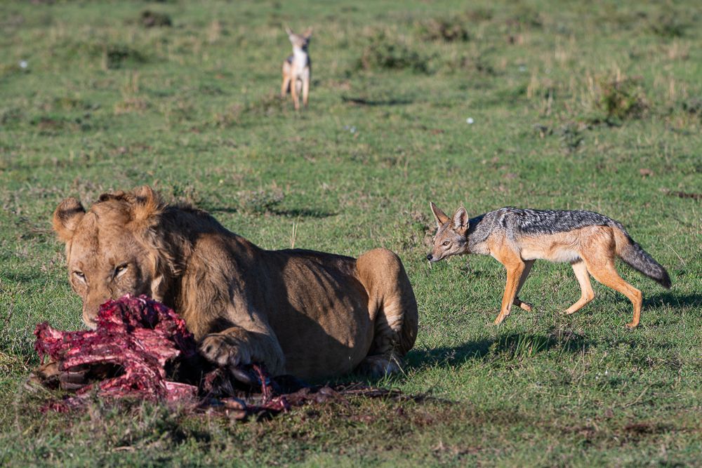 О всех созданиях больших и малых (с) 10 дней сафари в Масаи Мара (резерв и частные заповедники) О всех созданиях больших и малых (с) 10 дней сафари в Масаи Мара (резерв и частные заповедники)