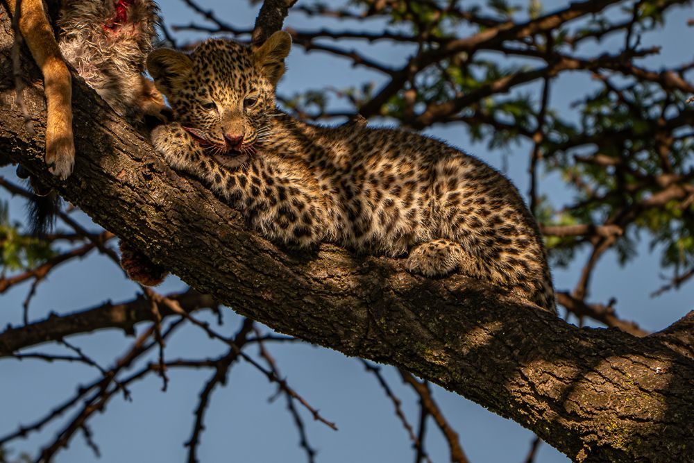 О всех созданиях (с) 10 дней в Масаи Мара (резерв и частные заповедники) О всех созданиях (с) 10 дней в Масаи Мара (резерв и частные заповедники)