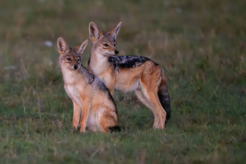 О всех созданиях больших и малых (с) 10 дней сафари в Масаи Мара (резерв и частные заповедники) О всех созданиях больших и малых (с) 10 дней сафари в Масаи Мара (резерв и частные заповедники)