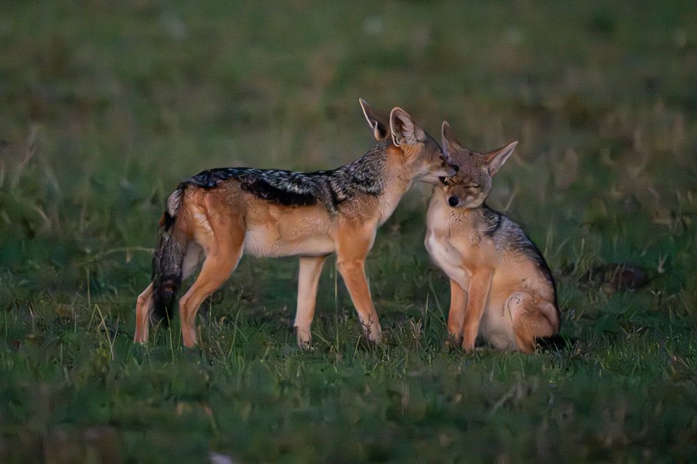 О всех созданиях больших и малых (с) 10 дней сафари в Масаи Мара (резерв и частные заповедники) О всех созданиях больших и малых (с) 10 дней сафари в Масаи Мара (резерв и частные заповедники)