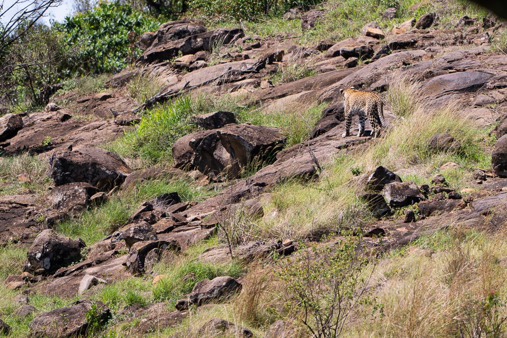 О всех созданиях больших и малых (с) 10 дней сафари в Масаи Мара (резерв и частные заповедники)