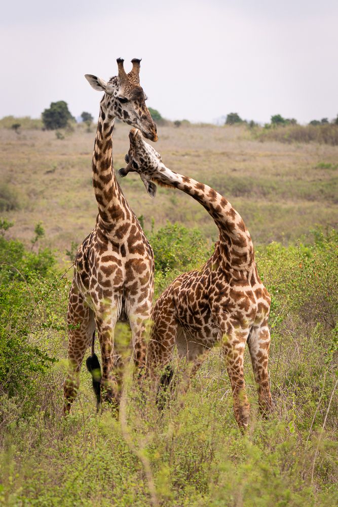 В поисках Багиры... то есть черного леопарда Гизы (5 дневное сафари в Лайкипии, Кения)