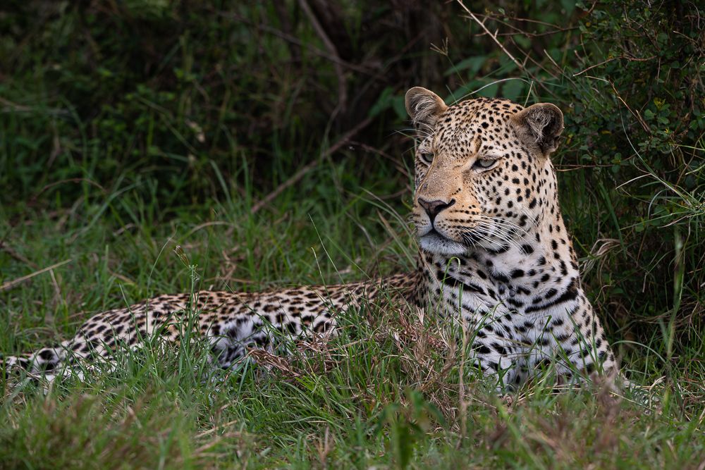 О всех созданиях (с) 10 дней в Масаи Мара (резерв и частные заповедники)