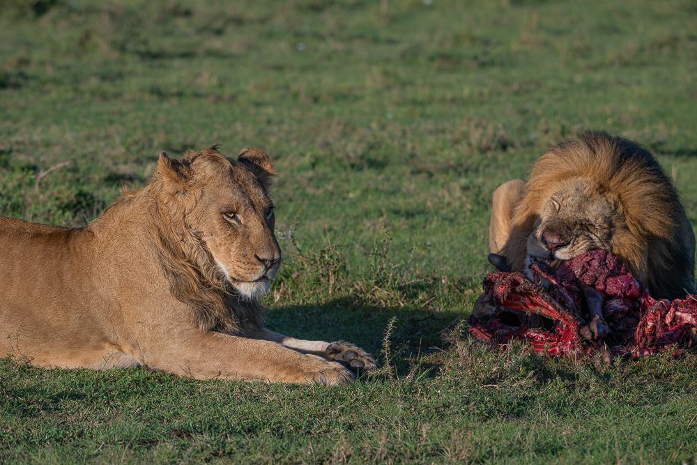 О всех созданиях больших и малых (с) 10 дней сафари в Масаи Мара (резерв и частные заповедники) О всех созданиях больших и малых (с) 10 дней сафари в Масаи Мара (резерв и частные заповедники)