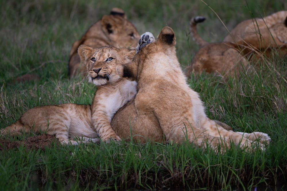 О всех созданиях больших и малых (с) 10 дней сафари в Масаи Мара (резерв и частные заповедники) О всех созданиях больших и малых (с) 10 дней сафари в Масаи Мара (резерв и частные заповедники)