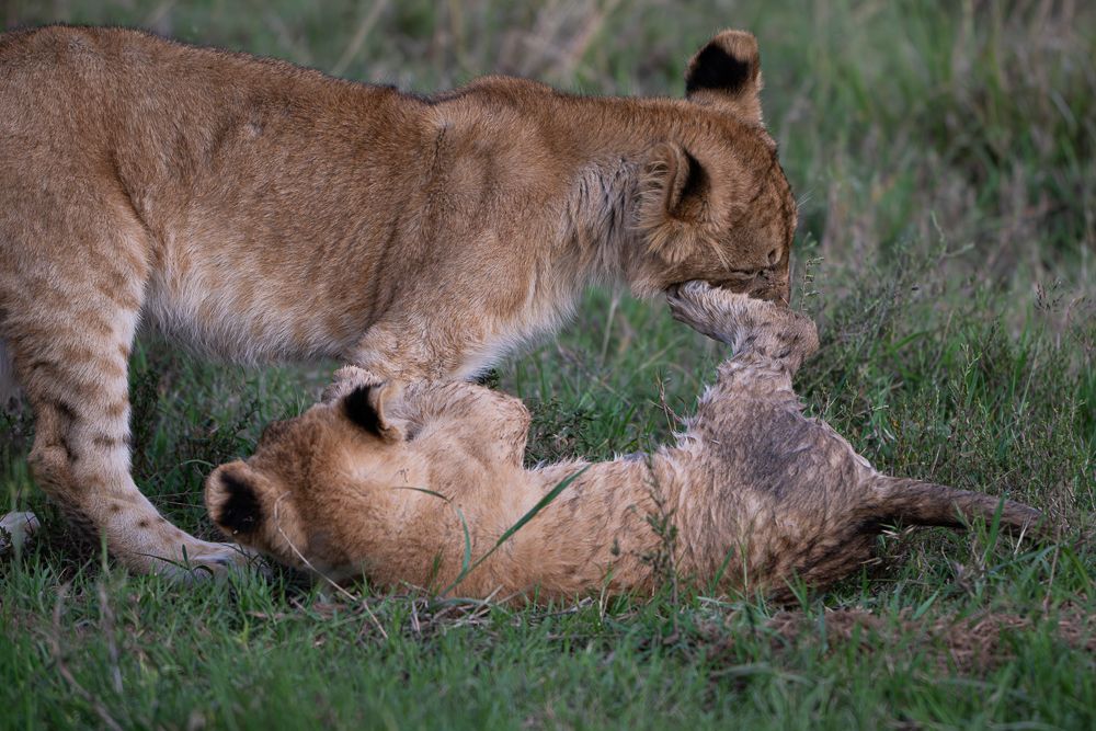 О всех созданиях больших и малых (с) 10 дней сафари в Масаи Мара (резерв и частные заповедники) О всех созданиях больших и малых (с) 10 дней сафари в Масаи Мара (резерв и частные заповедники)
